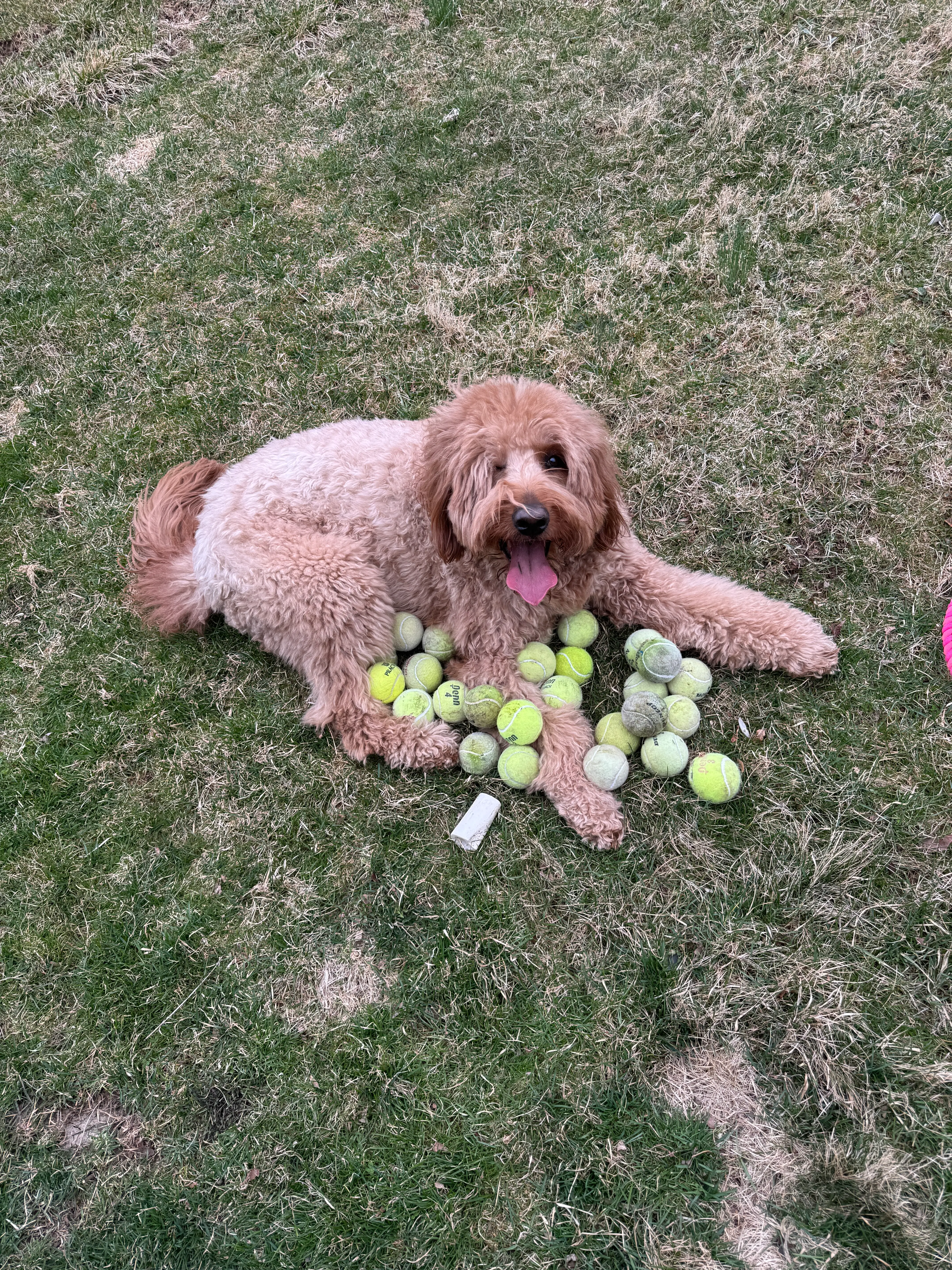 Colonial Press | About Us - Gus (Dog) Photo